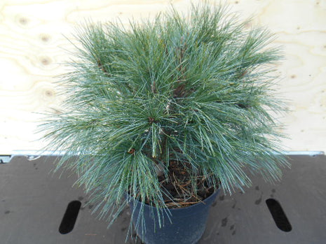 Pinus strobus 'Radiata'