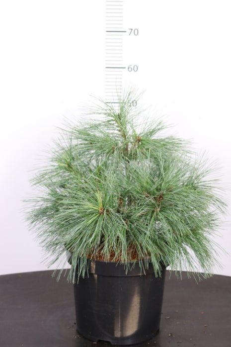 Pinus strobus 'Radiata'