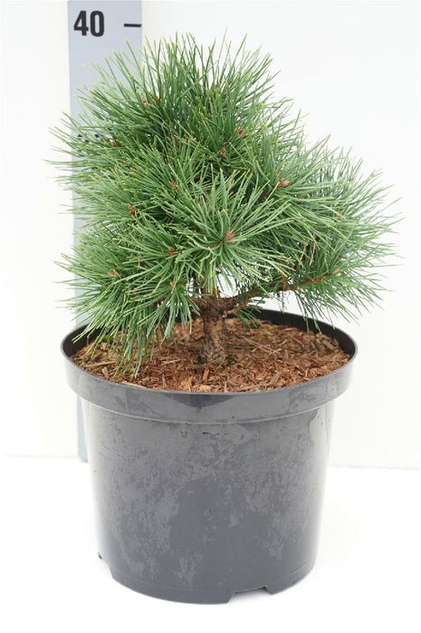 Pinus sylv. 'Sandringham'