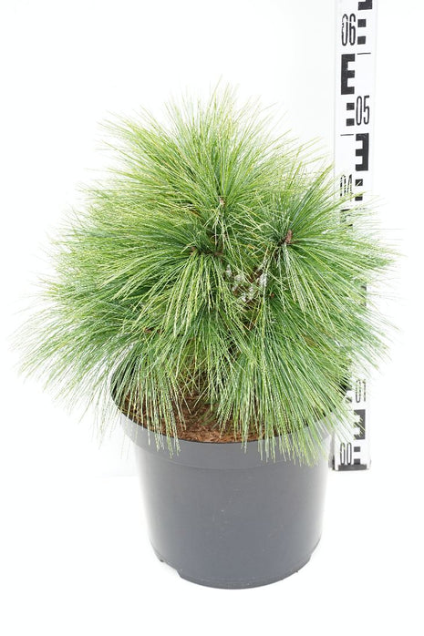 Pinus schwerinii 'Wiethorst'