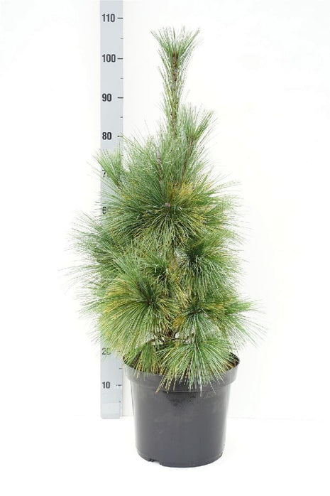 Pinus schwerinii 'Wiethorst'