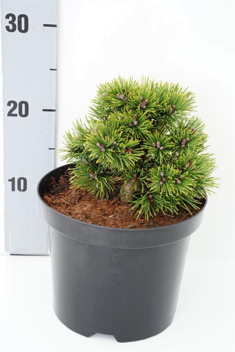 Pinus uncinata &
