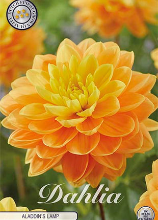 Dahlia Border Bluesette 1 kpl