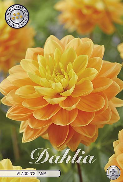 Dahlia Border Bluesette