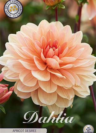 Dahlia Border Bluesette 1 kpl