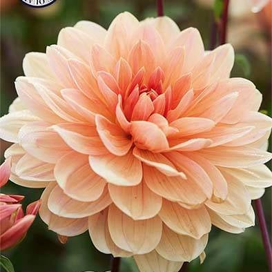 Dahlia Apricot Desiree Dekorativ 1-pack NYHET
