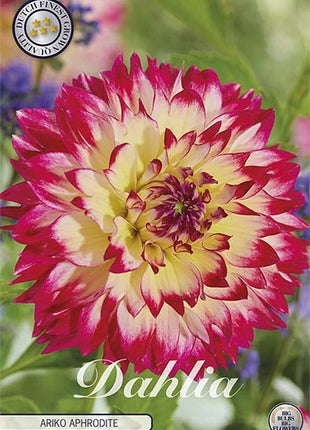 Dahlia Border Bluesette 1 kpl