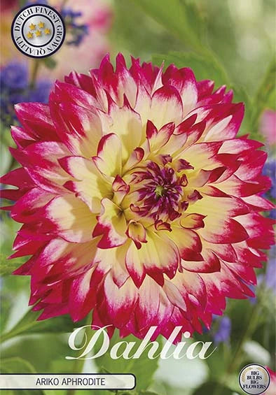 Dahlia Ariko Aphrodite Dekorativ 1-pack NYHET