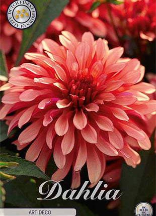 Dahlia Gallerie Art Nouveau 1-pak