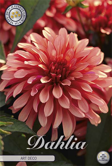 Dahlia Gallerie Art Nouveau 1-pak