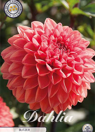 Dahlia Border Bluesette 1 kpl