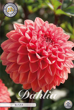 Dahlia Blitzer Dekorativ 1-pack NYHET