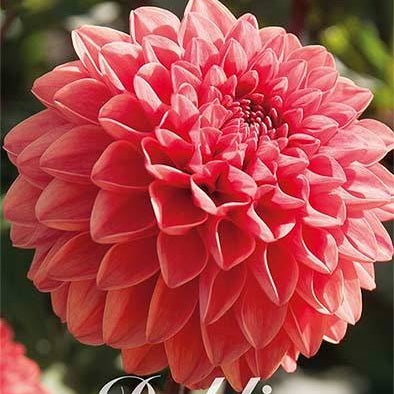 Dahlia Blitzer Dekorativ 1-pack NYHET