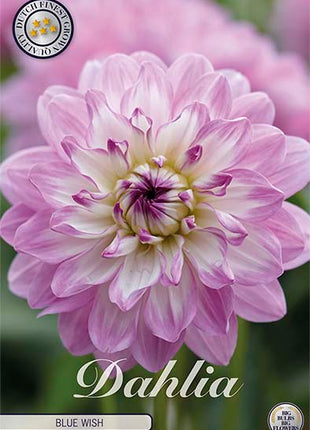 Dahlia Border Bluesette