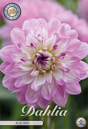 Dahlia Blue Wish Dekorativ 1-pack NYHET