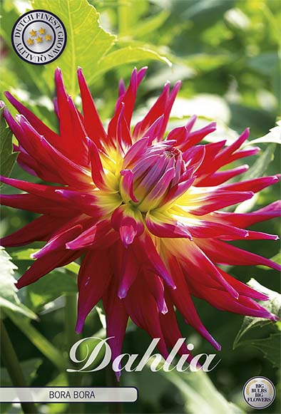 Dahlia Cactus Bora Bora 1-pack NYHET