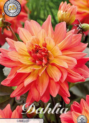 Dahlia Border Bluesette