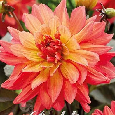 Dahlia Camelot Dekorativ 1-pack NYHET