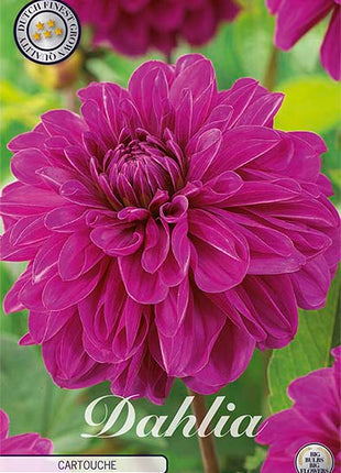 Dahlia Border Bluesette 1 kpl