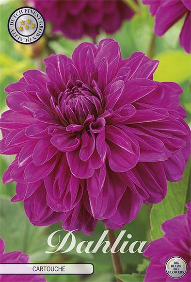 Dahlia Cartouche Dekorativ 1-pack NYHET