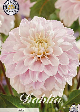 Dahlia Border Bluesette 1 kpl