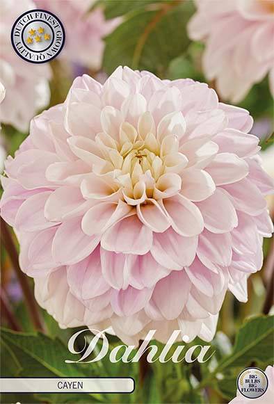 Dahlia Cayen Dekorativ 1-pack NYHET