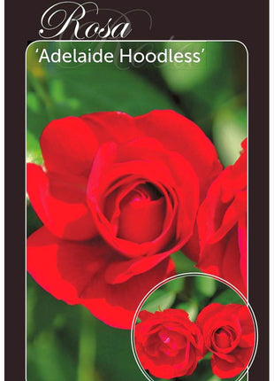 Pinkki (H) 'Adelaide Hoodless'