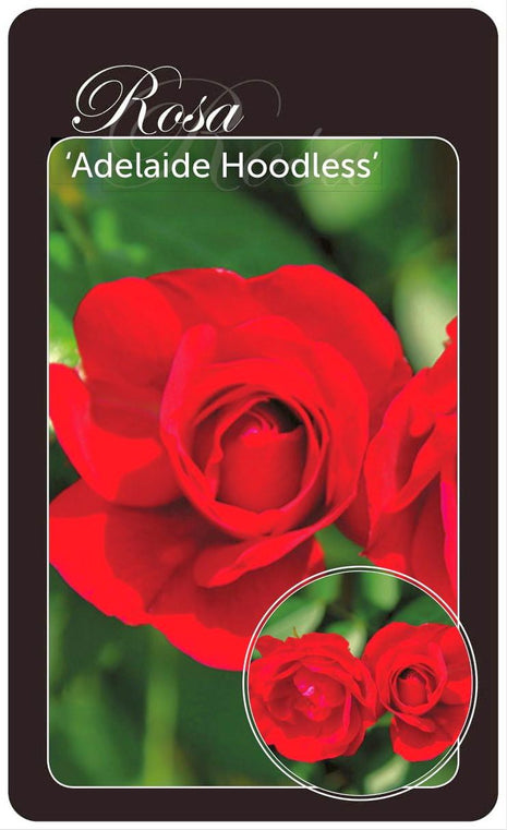 Rosa (H) 'Adelaide Hoodless'