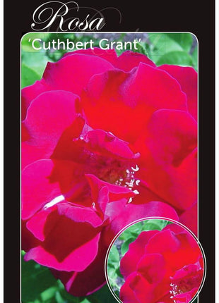 Rose (H) "Cuthbert Grant"