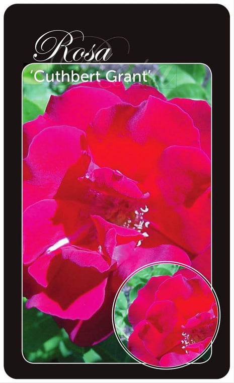 Rosa (H) 'Cuthbert Grant'