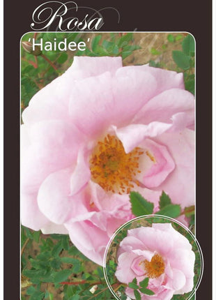 Rosa (H) 'Haidee'