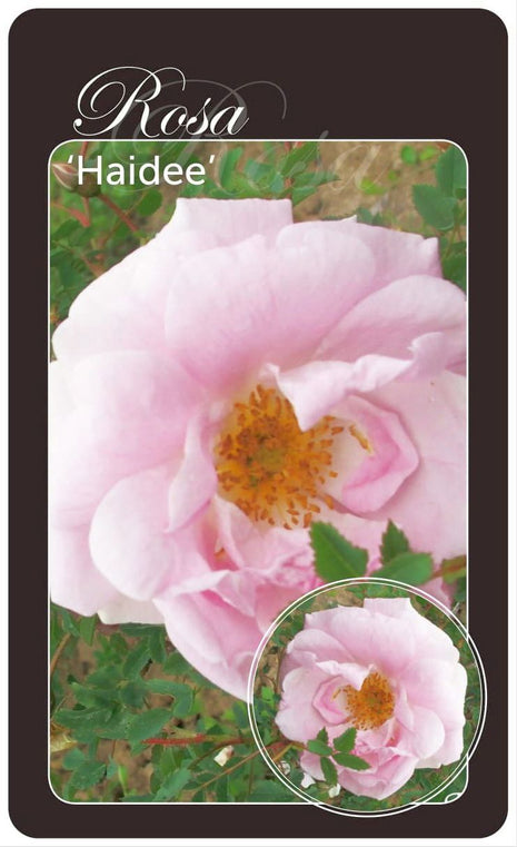 Rosa (H) 'Haidee'