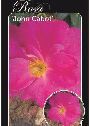 Rosa (H) 'John Cabot'