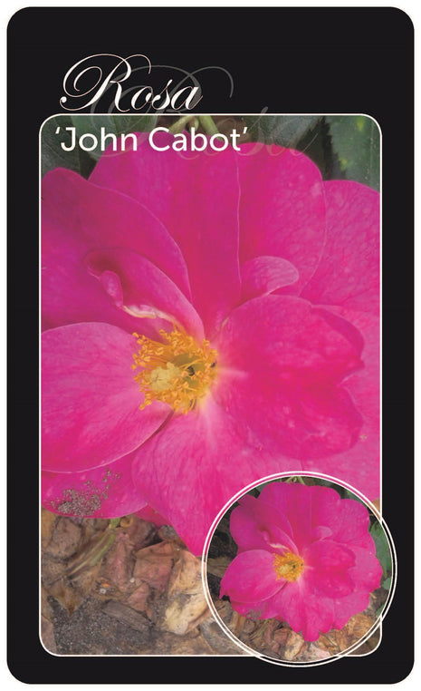 Rosa (H) 'John Cabot'