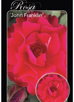 Rosa (H) 'John Franklin'