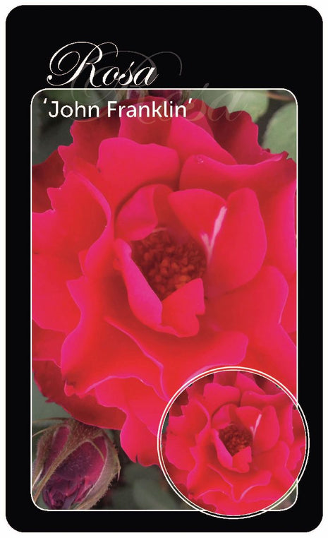 Rosa (H) 'John Franklin'