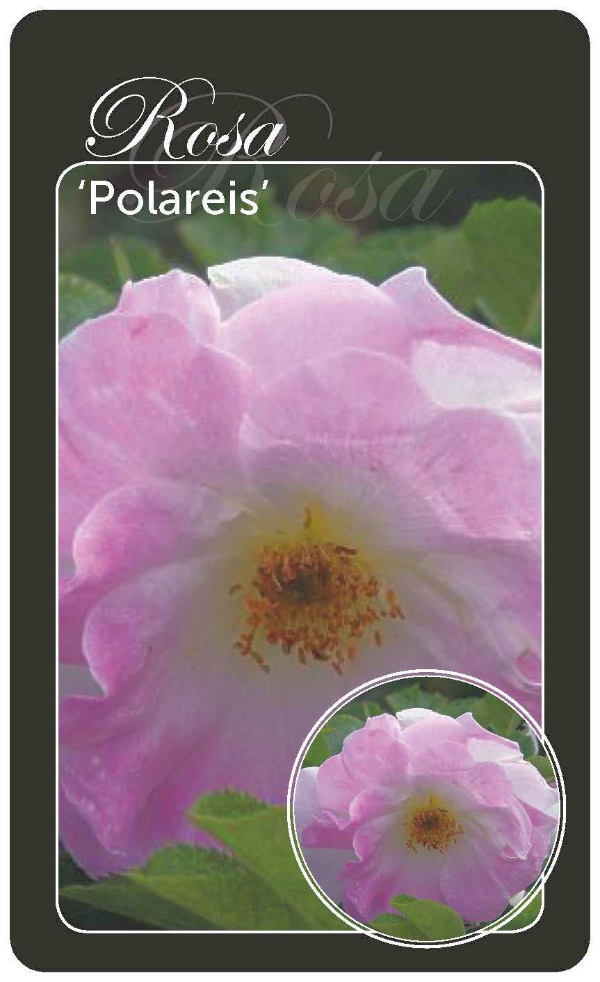 Buskros (H) Polareis - A-QU OWN ROOT BR