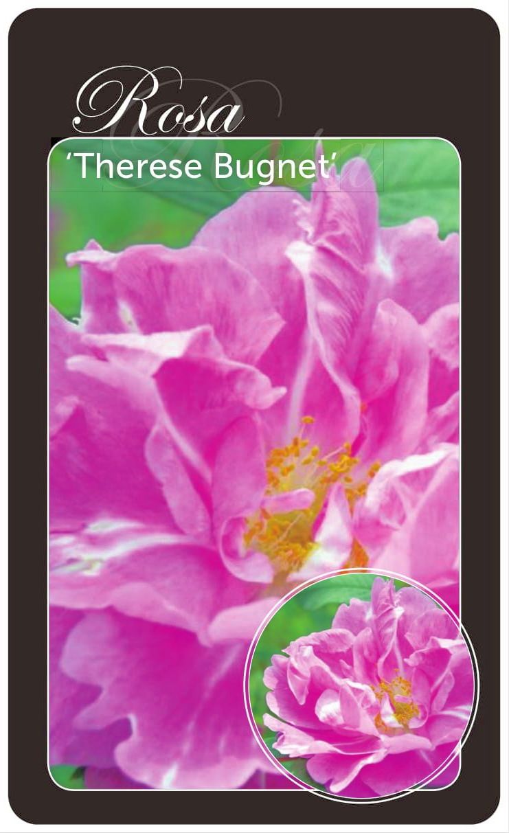 Buskros (R) &