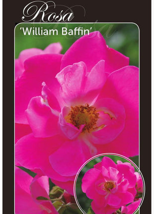 Rose (H) "William Baffin"