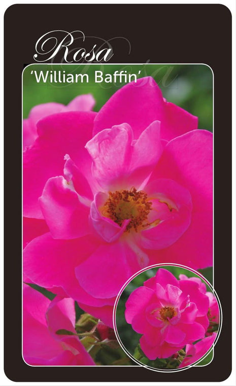 Rosa (H) 'William Baffin'