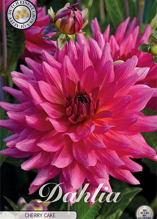 Dahlia Cactus Black Narcissus 1-pak NYHED