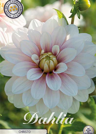 Dahlia Border Bluesette