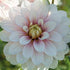 Dahlia Christo Dekorativ 1-pack NYHET