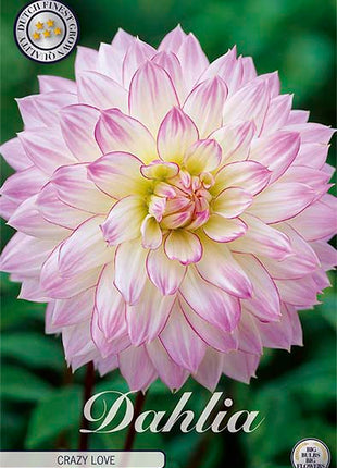 Dahlia Border Bluesette 1 kpl