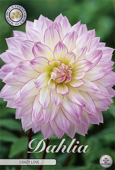 Dahlia Border Bluesette 1 kpl