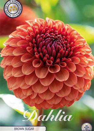 Dahlia Boll Caitlin's Joy 1-pak NYHED