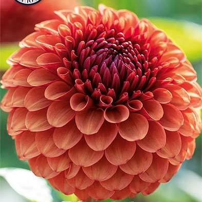 Dahlia Boll Brown Sugar 1-pack NYHET