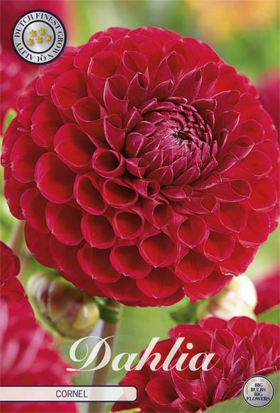 Dahlia Boll Cornel 1-pack NYHET