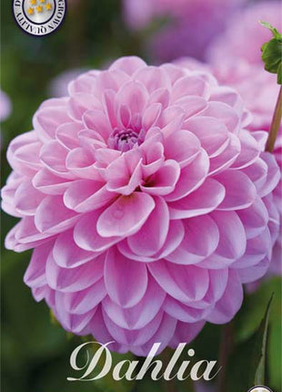 Dahlia Boll Dallas 1-pack NYHET