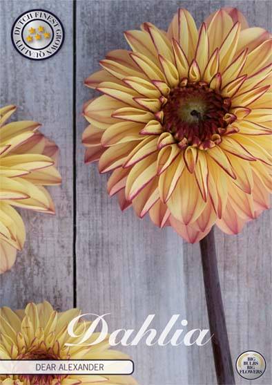 Dahlia Boll Dear Alexander 1-pack NYHET